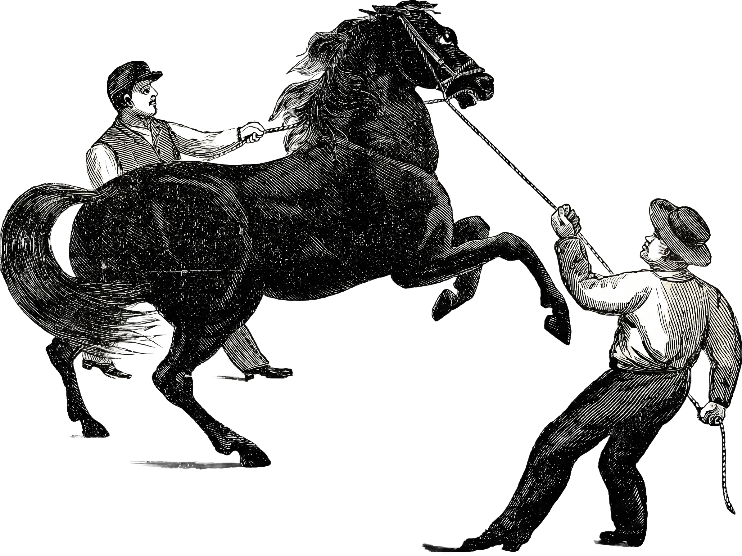 Vintage engraving of two men taming a horse